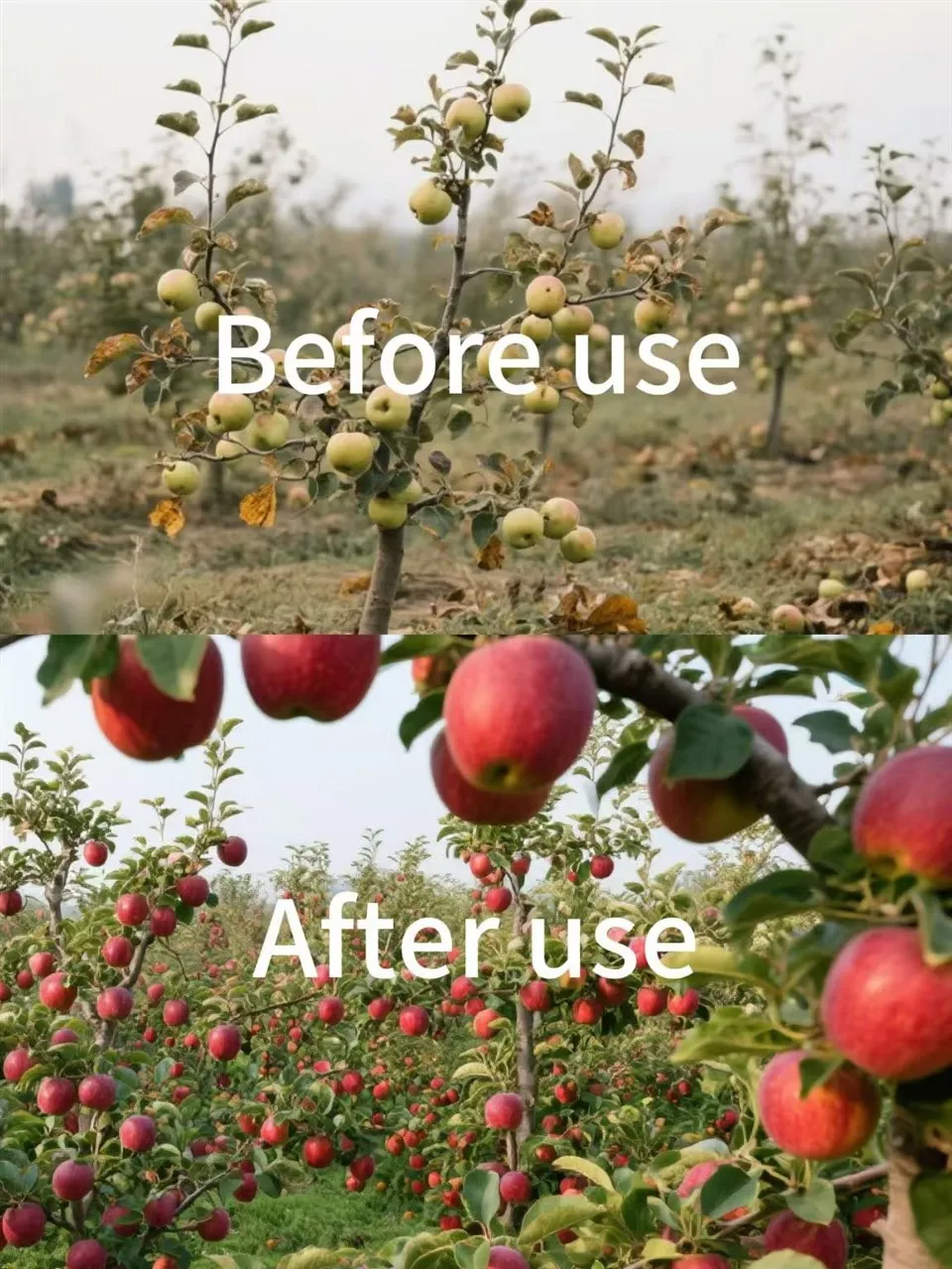 Efficient And Low-Toxic Thidiazuron 95%EC 950/L EC CAS51707-55-2 Specially Used For Grapes And Cotton high quality