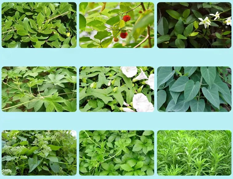 Picloram weedicide control Picloram weedicide control