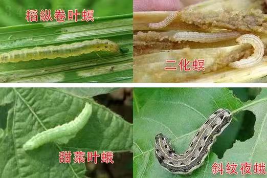 Prevent & Control Pests